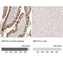 Meprin alpha Subunit/MEP1A Antibody, Novus Biologicals 25 &mu;L | Buy Online | Novus Biologicals | Fisher Scientific